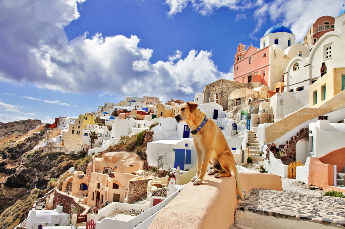 Pies w Grecji